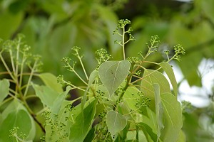 鹿児島県立甲南高等学校HP: クスノキの花
